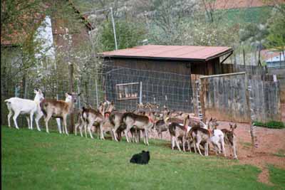 Bordercollie beim Eintreiben